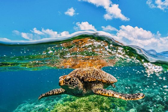Sea turtle swimming over a vibrant coral reef, with clear blue sky and clouds visible above the water's surface.
