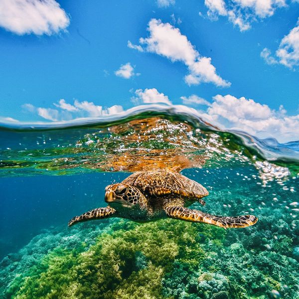 Sea turtle swimming over a vibrant coral reef, with clear blue sky and clouds visible above the water's surface.