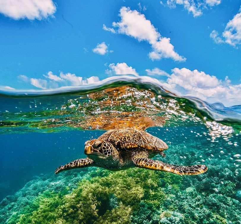 Sea turtle swimming over a vibrant coral reef, with clear blue sky and clouds visible above the water's surface.