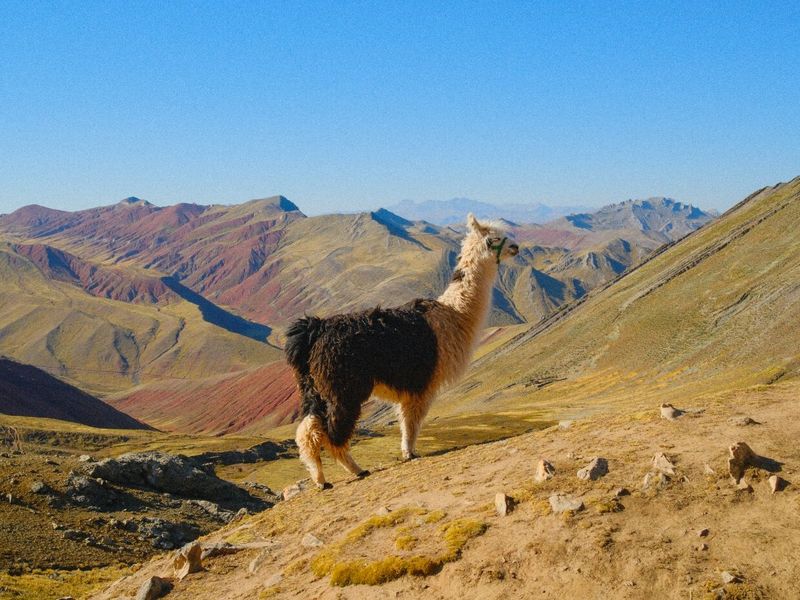 A llama stands on a rocky hill overlooking colorful, rocky mountains under a clear blue sky.