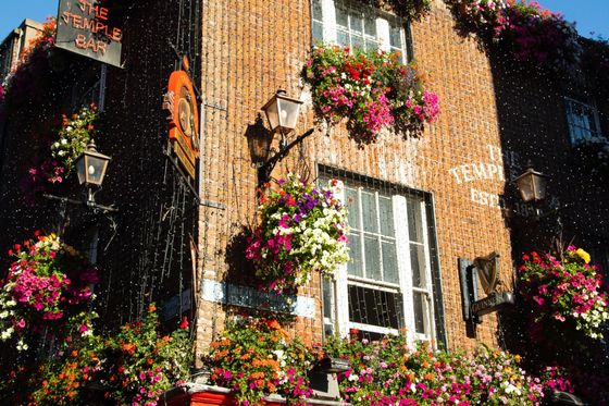 A brick pub facade adorned with vibrant hanging flower baskets under a clear blue sky. Signs read "The Temple Bar" with vintage street lamps.