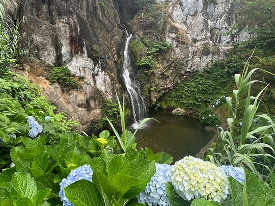 A serene waterfall cascades into a rocky pond, surrounded by lush greenery and blue hydrangeas in the foreground.