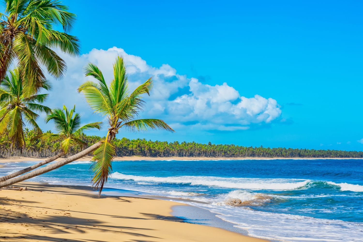 Tropical beach with golden sand, palm trees, blue ocean, and fluffy white clouds under a bright blue sky.