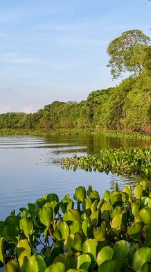 A serene river scene with lush green vegetation on the banks, calm water reflecting the blue sky, and dense forest in the background.