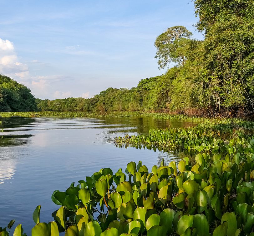 A serene river scene with lush green vegetation on the banks, calm water reflecting the blue sky, and dense forest in the background.