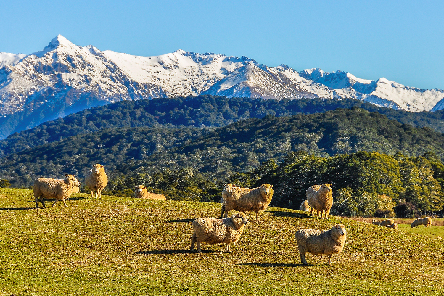 New Year's in New Zealand: Auckland to Queenstown