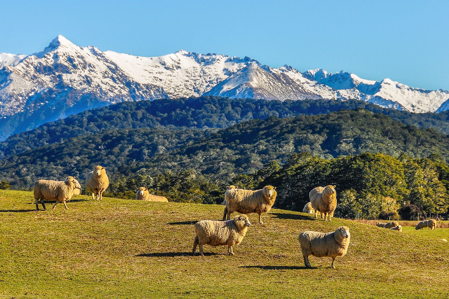 Sheep grazing on a green hillside with lush trees and snow-capped mountains under a clear blue sky in the background.