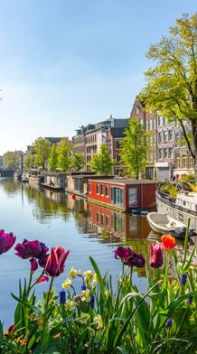 Colorful tulips in the foreground with houseboats and traditional buildings along an Amsterdam canal under a clear blue sky.