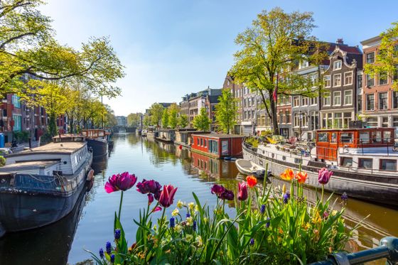 Colorful tulips in the foreground with houseboats and traditional buildings along an Amsterdam canal under a clear blue sky.