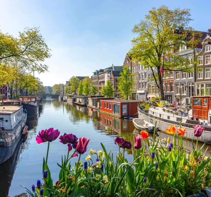 Colorful tulips in the foreground with houseboats and traditional buildings along an Amsterdam canal under a clear blue sky.