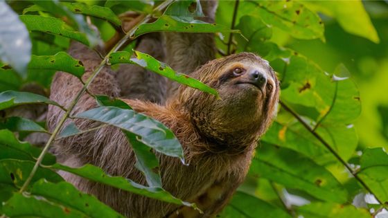 A sloth hanging from a tree branch, surrounded by vibrant green leaves.
