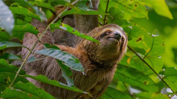 A sloth hanging from a tree branch, surrounded by vibrant green leaves.