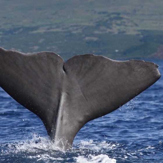Whale tail emerging from the ocean with a mountainous shoreline in the background.