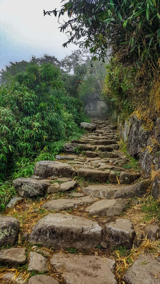 Stone path winding through lush, misty forest with overgrown greenery on both sides, creating a serene, mysterious atmosphere.