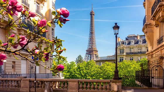 Blooming pink flowers in the foreground with the Eiffel Tower and Parisian buildings under a clear blue sky in the background.
