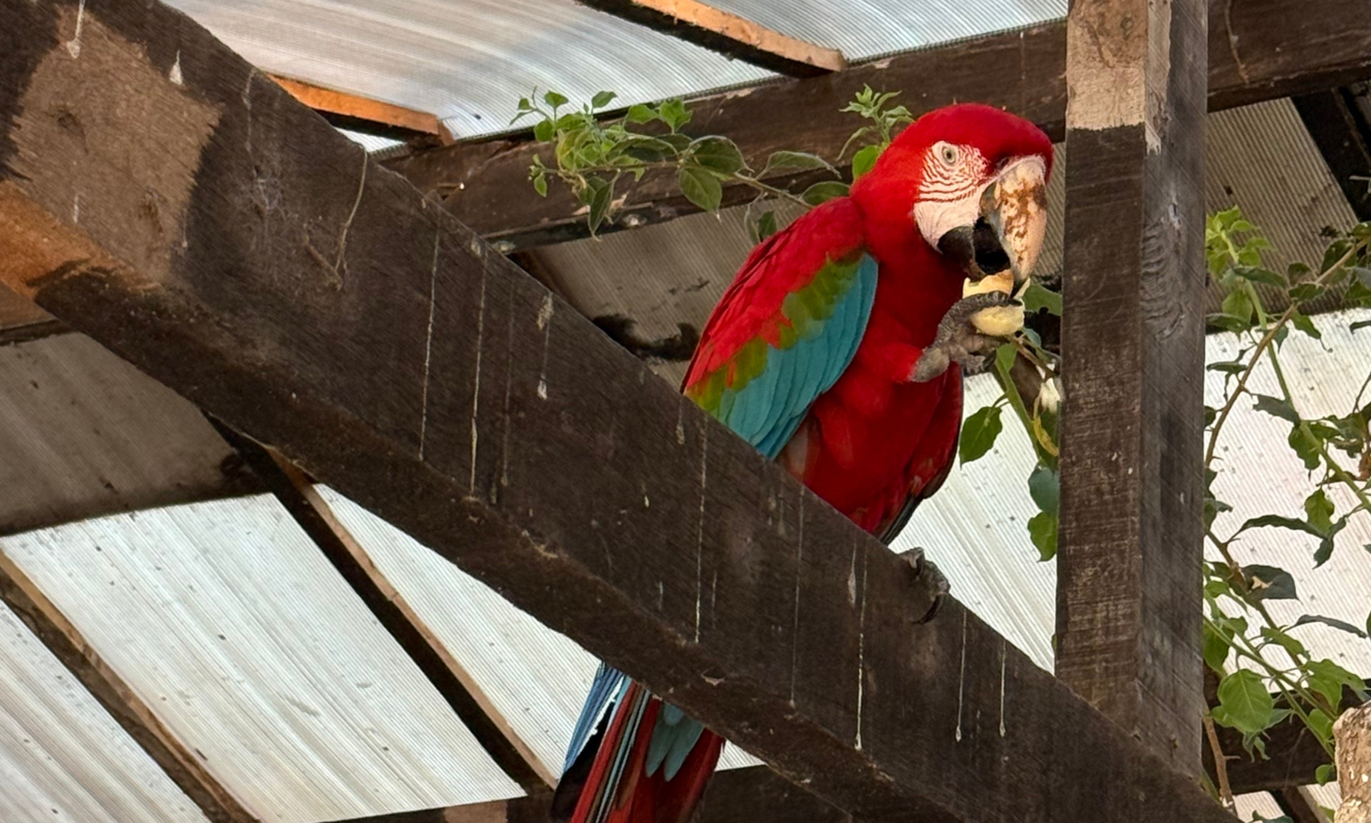 A red parrot eating fruit on a branch.