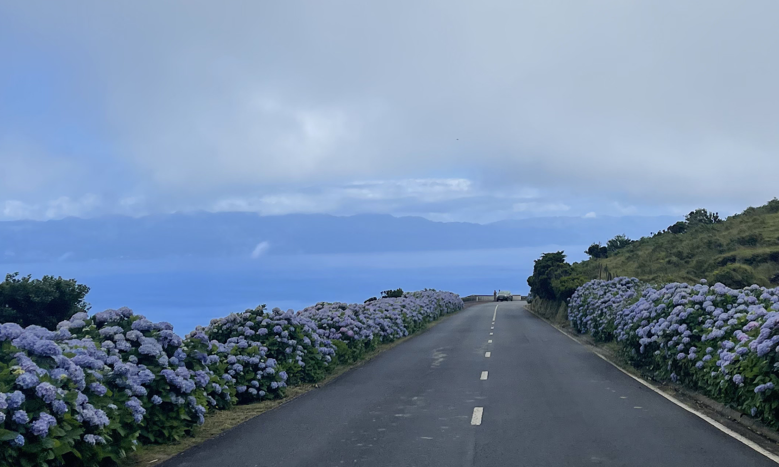 A road lined with blooming blue hydrangea bushes