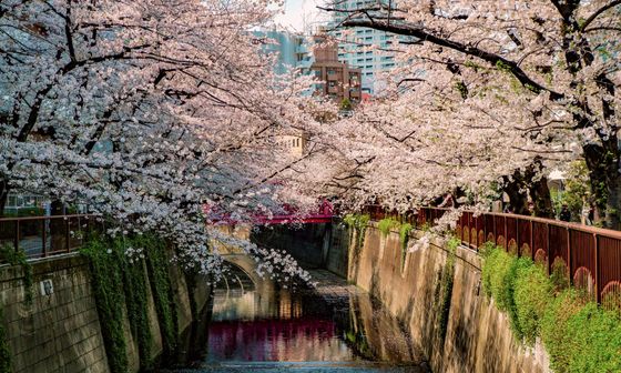 Cherry blossoms arch over a tranquil canal lined with greenery and a wooden railing in an urban setting.