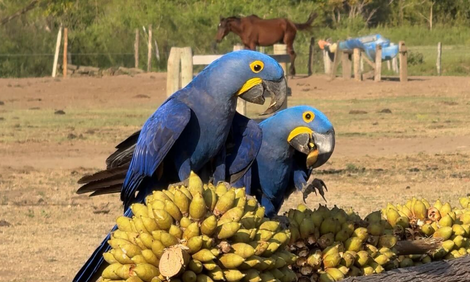 Two blue hyacinth macaw birds eating fruit while a horse prances in the background