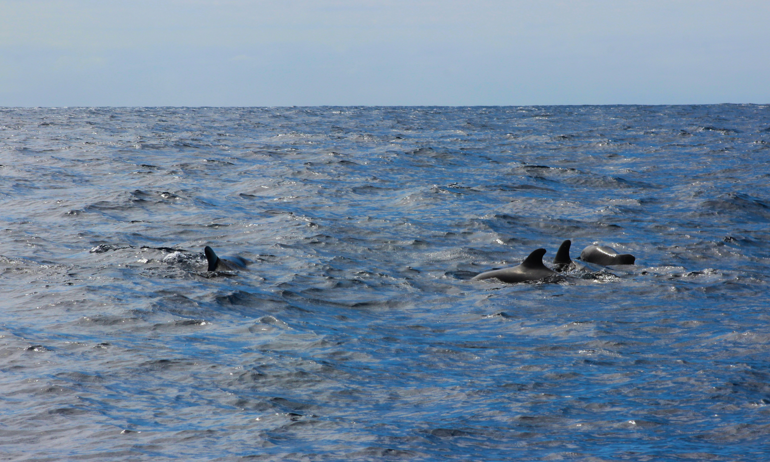 3 dolphin fins peeking out of the water.