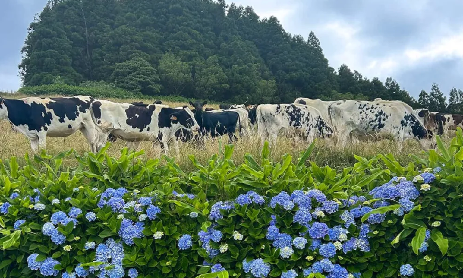 A group of cows eating grass in a field with hydrangeas in the foreground.