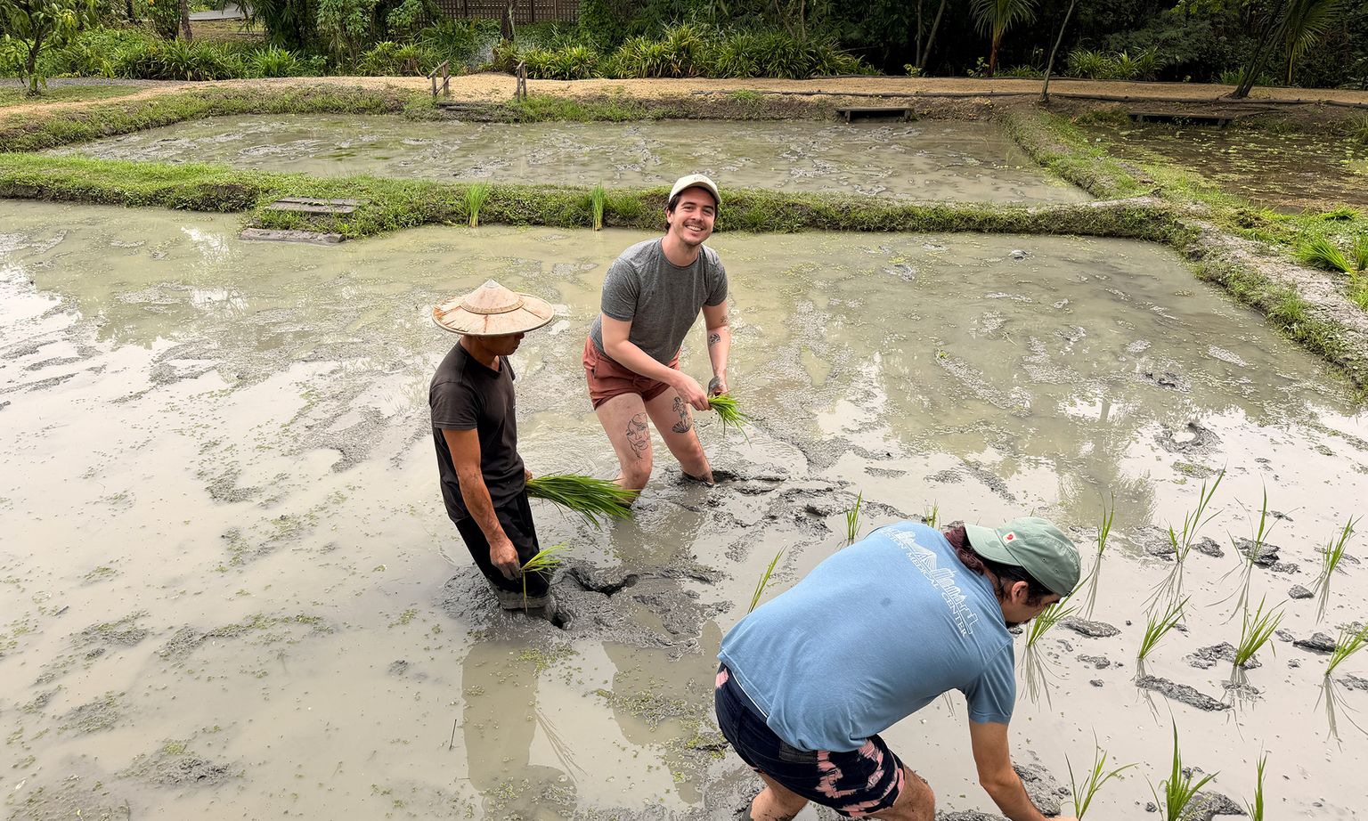 Three people planting rice in a muddy paddy field, surrounded by greenery. One is wearing a straw hat, and another is smiling at the camera.