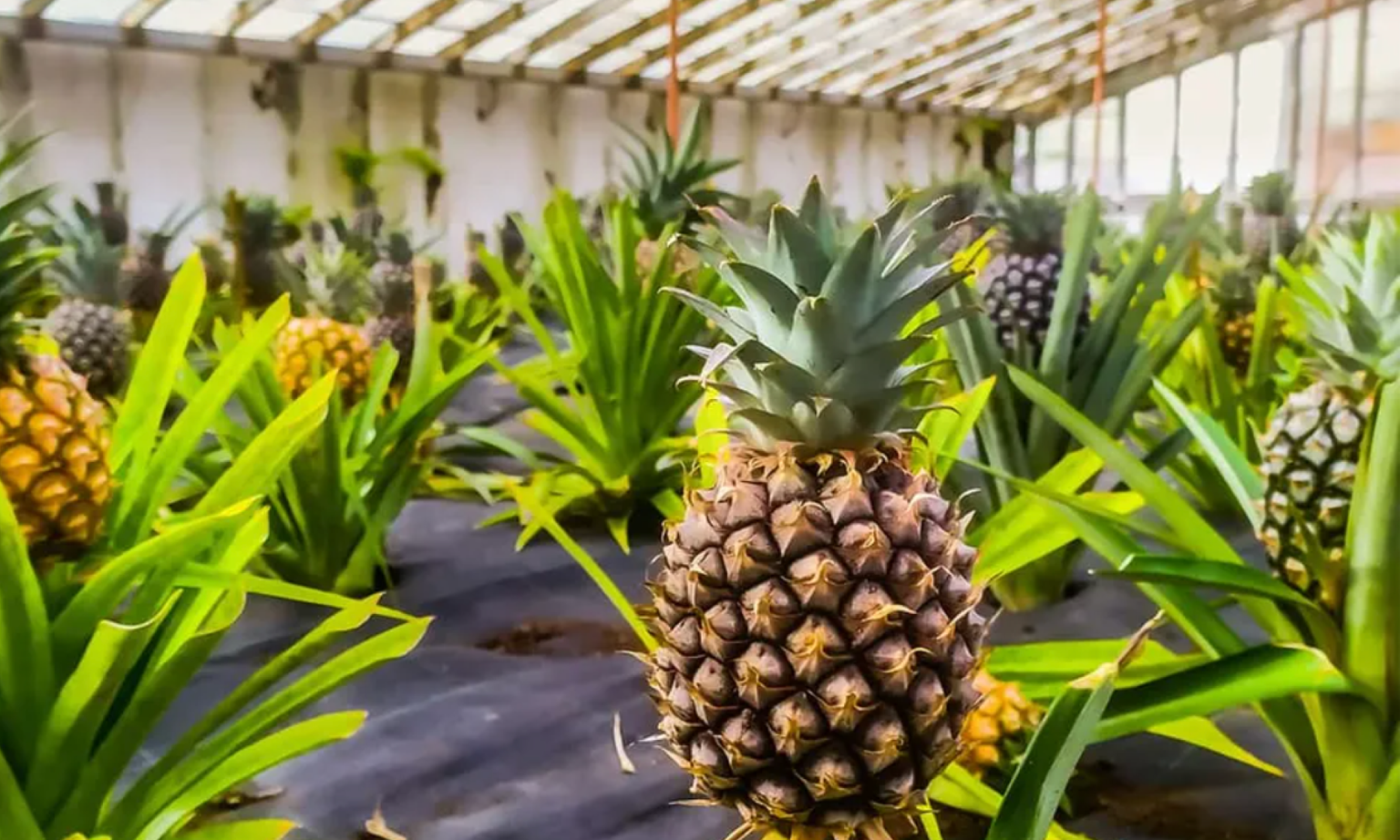 A greenhouse filled with pineapples.