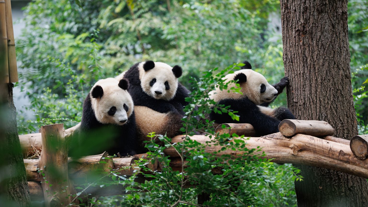 Three panda bears sitting in a tree