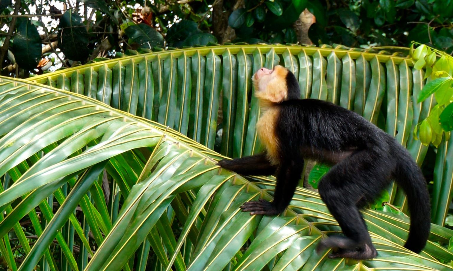 A monkey with a black body and yellow face climbs a large, green palm leaf in a lush jungle setting.