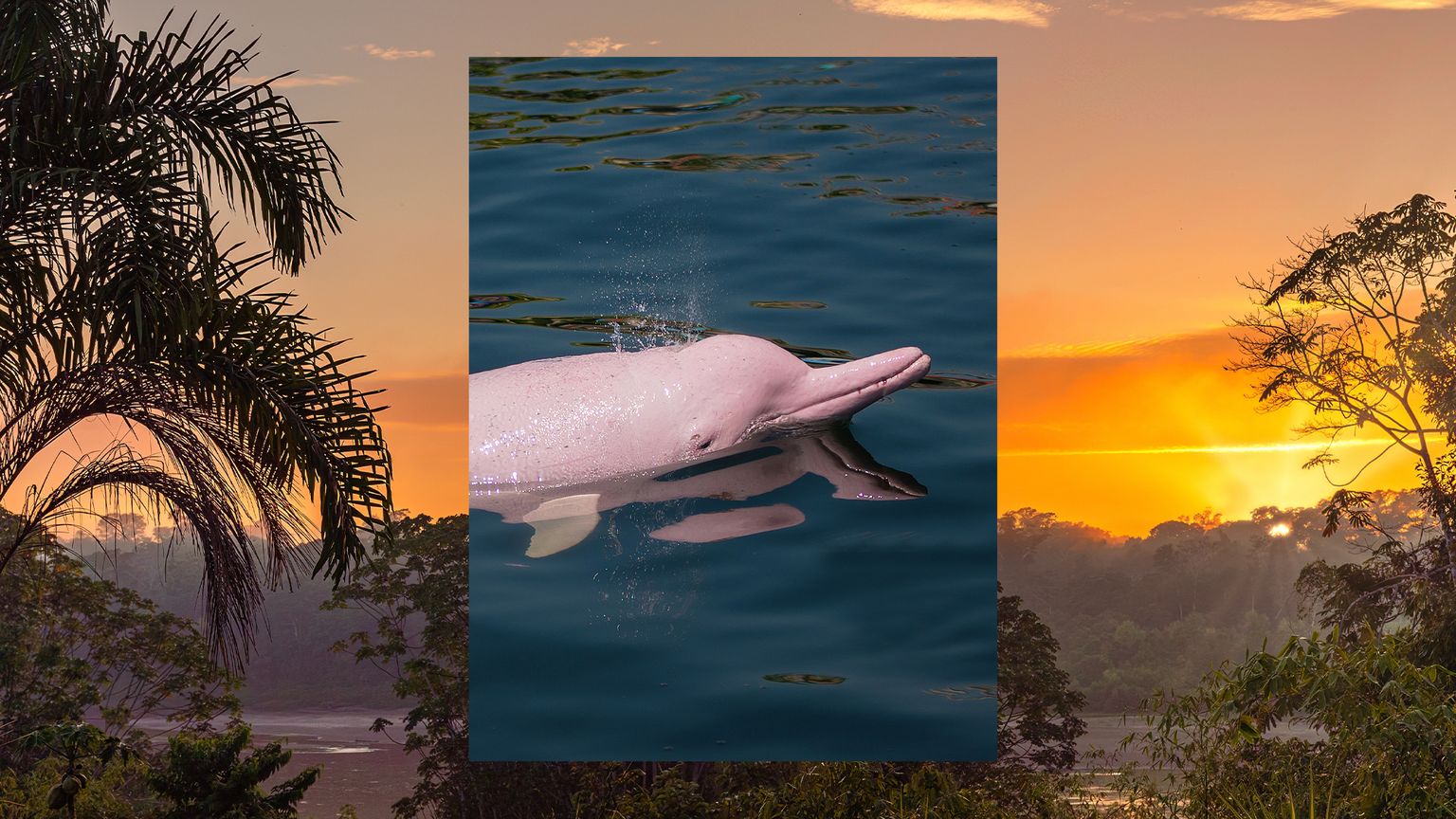 An image of a pink river dolphin layered over an image of a sunset over the Amazon wetlands