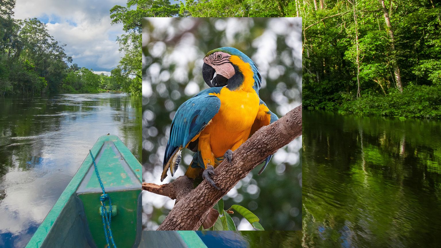 An image of a colorful yellow and blue parrot in a tree layered over an image of a canoe floating down a river lined with trees