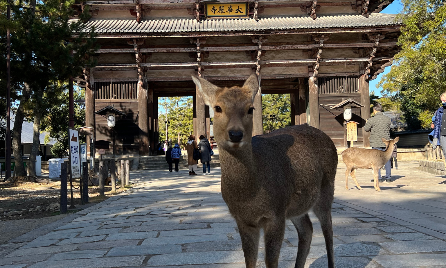 A deer stands on a stone path in front of a traditional wooden gate, with people and another deer in the background.