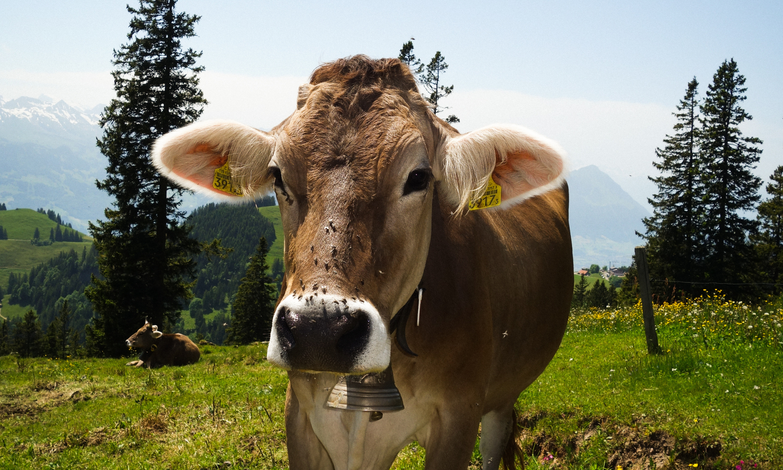 Brown cow wearing a bell stands on a grassy hill with mountains and trees in the background.