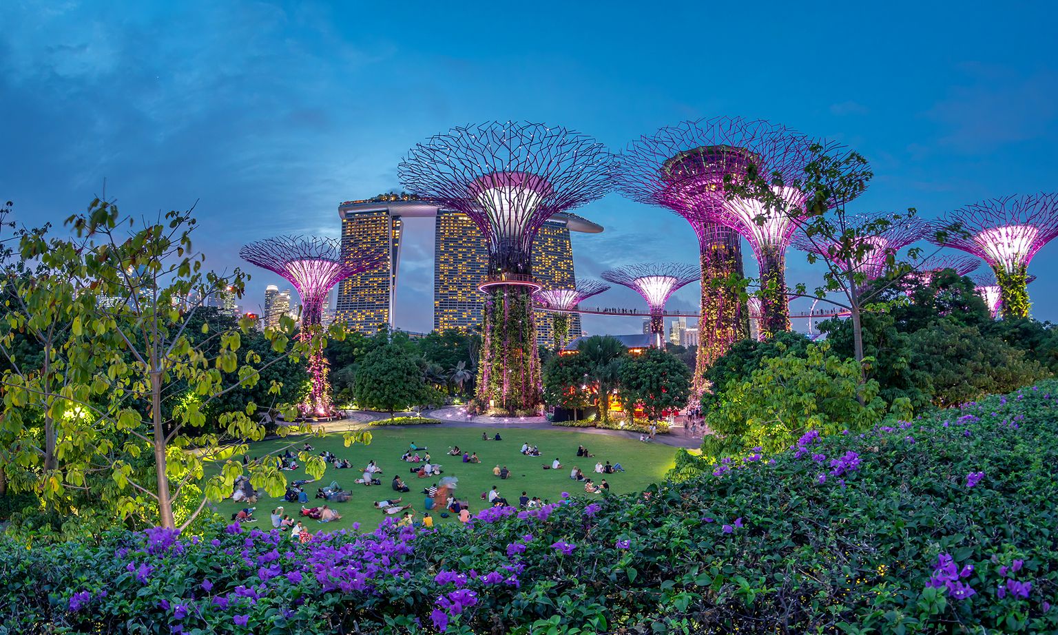 Gardens by the Bay with illuminated Supertrees at dusk, vibrant purple flowers in the foreground, and people relaxing on a green lawn.
