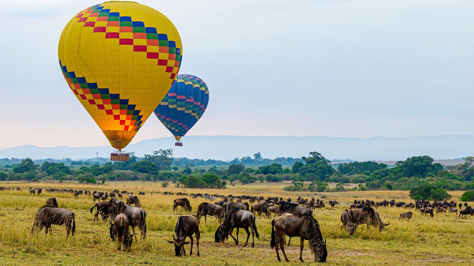 Two hot air balloons floating over a field filled with grazing wildebeest in Kenya