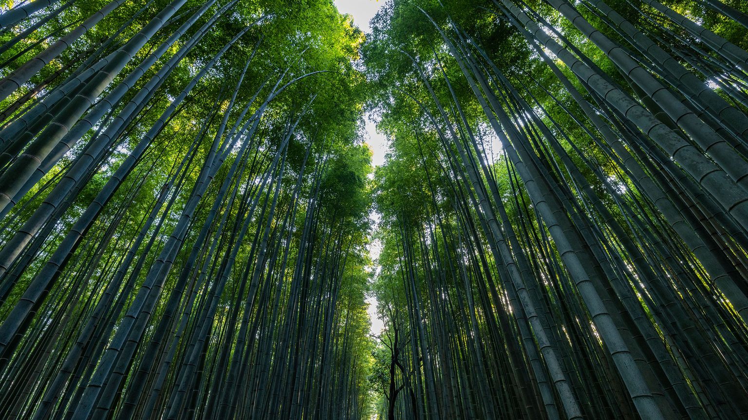 Tall bamboo trees form a lush green canopy, viewed from below, creating a serene atmosphere with light filtering through the leaves.