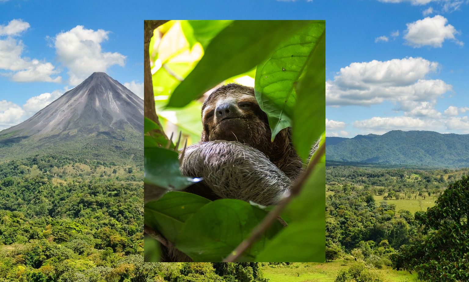 A sloth rests among green leaves in the foreground, with a volcano and lush forest landscape in the background.