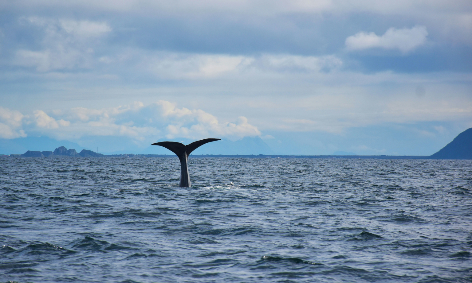 A whale's tale peeking out from the water.