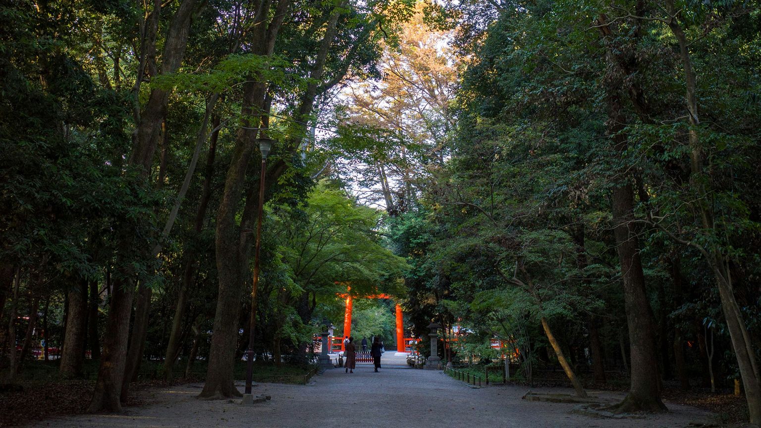 A shaded woodland path leads to a bright red torii gate, surrounded by lush green trees under a partially lit sky.