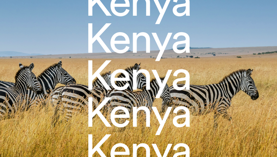Zebras walking through tall grass in a Kenyan savanna, with "Kenya" written repeatedly in bold white letters.