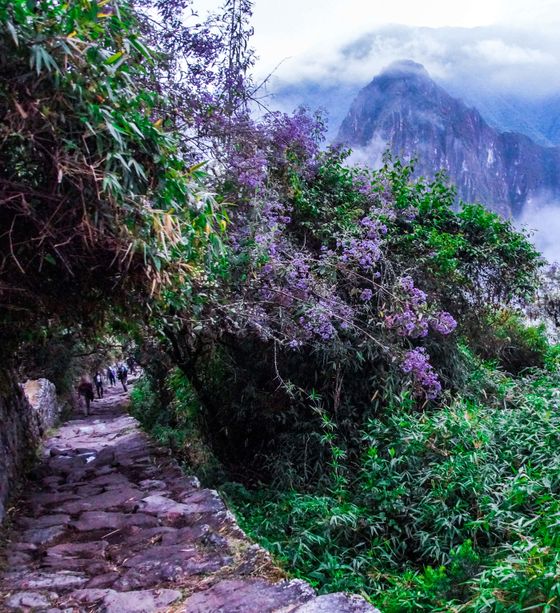 Stone pathway lined with lush greenery and purple flowers, leading towards misty mountains in the background.