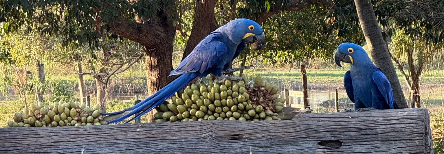 Two blue Macaws eating fruit on a branch.