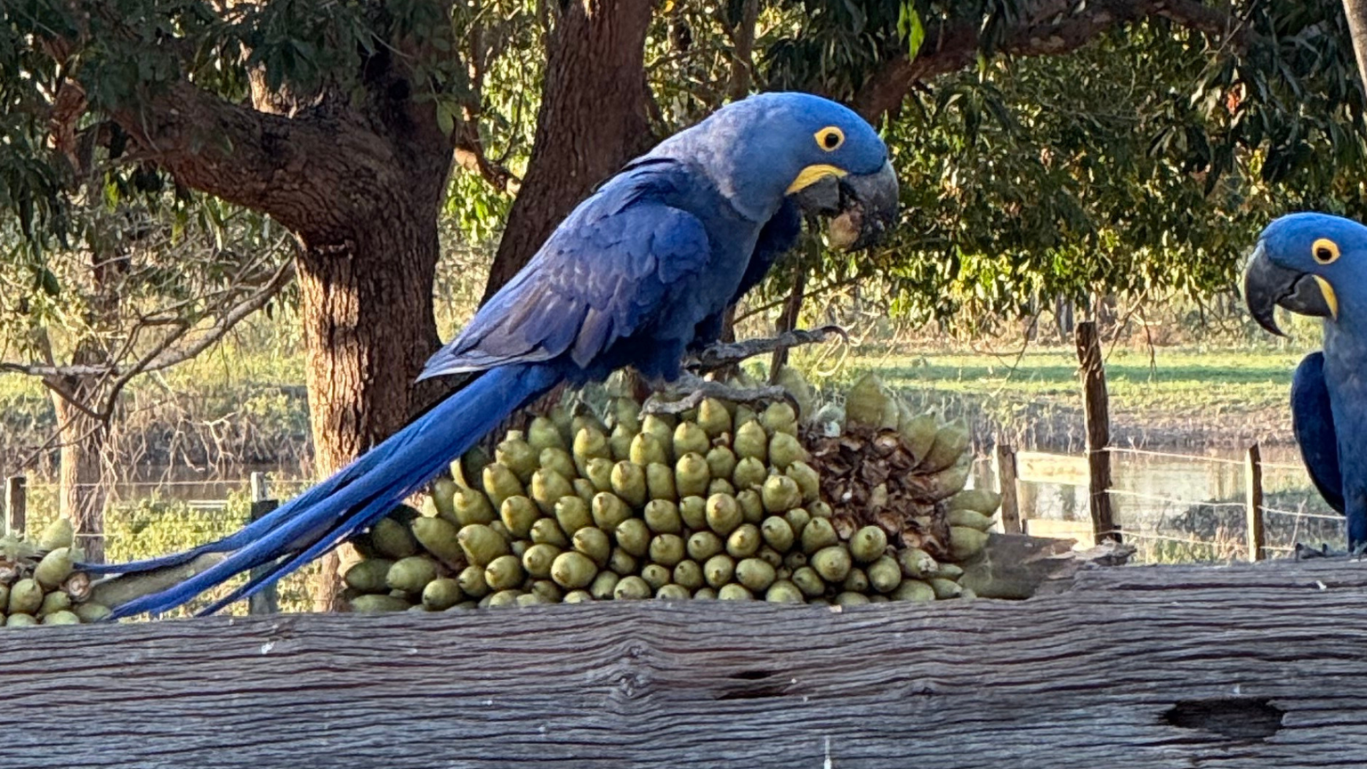 Two blue Macaws eating fruit on a branch.
