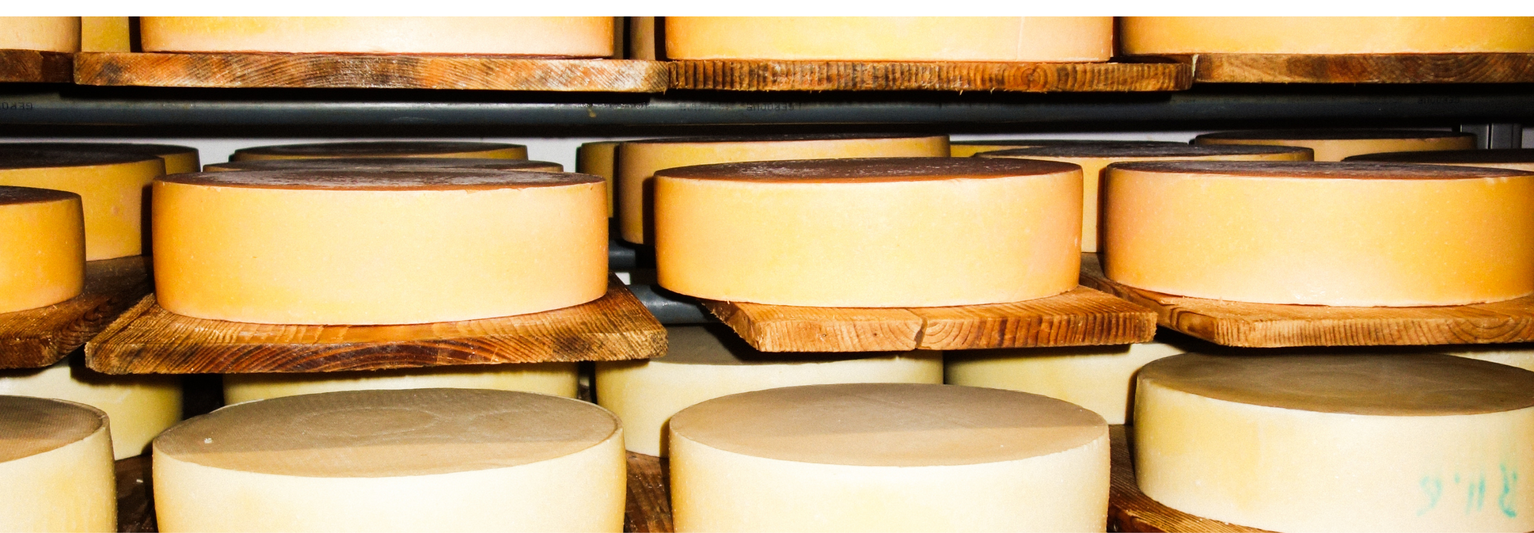 Wheels of cheese aging on wooden shelves in a storage room, arranged in neat rows.