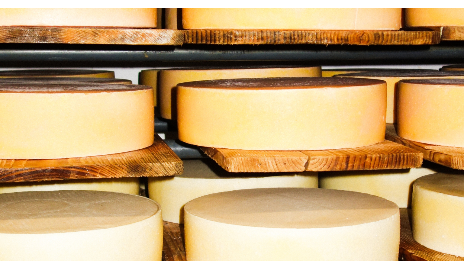 Wheels of cheese aging on wooden shelves in a storage room, arranged in neat rows.
