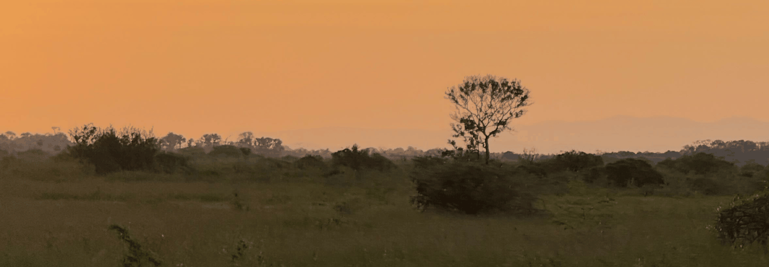 The vast wetlands of Brazil's Pantanal at sunset