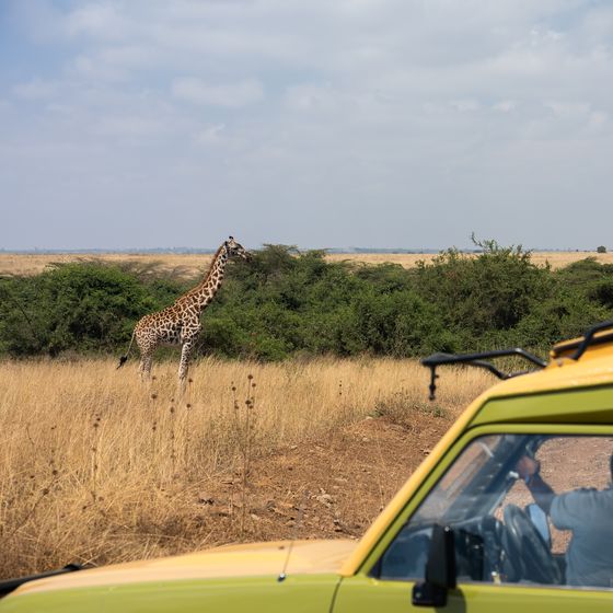A giraffe stands near bushes on a savannah, observed by people in a yellow safari vehicle under a cloudy sky.