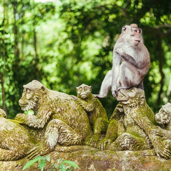 A monkey sits atop a moss-covered stone sculpture of monkeys in a lush, green forest setting.