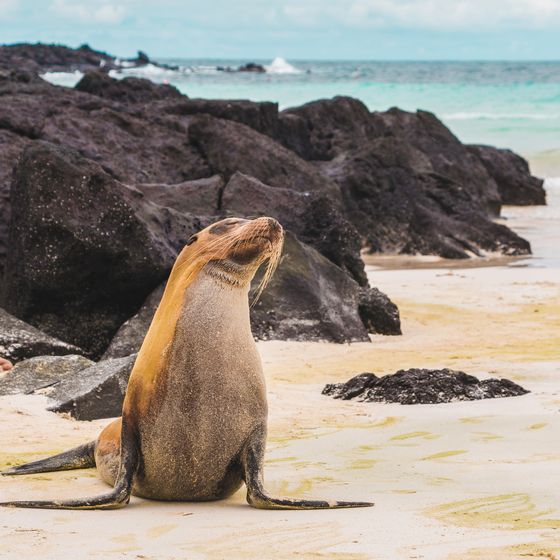 A sea lion sits on a sandy beach with dark rocks and turquoise ocean waves in the background under a cloudy sky.