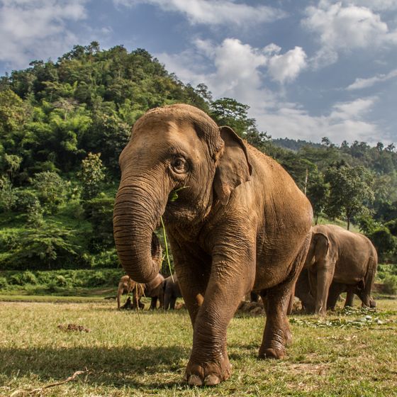 A group of elephants walking on grassy terrain with a lush, forested hill and cloudy blue sky in the background.